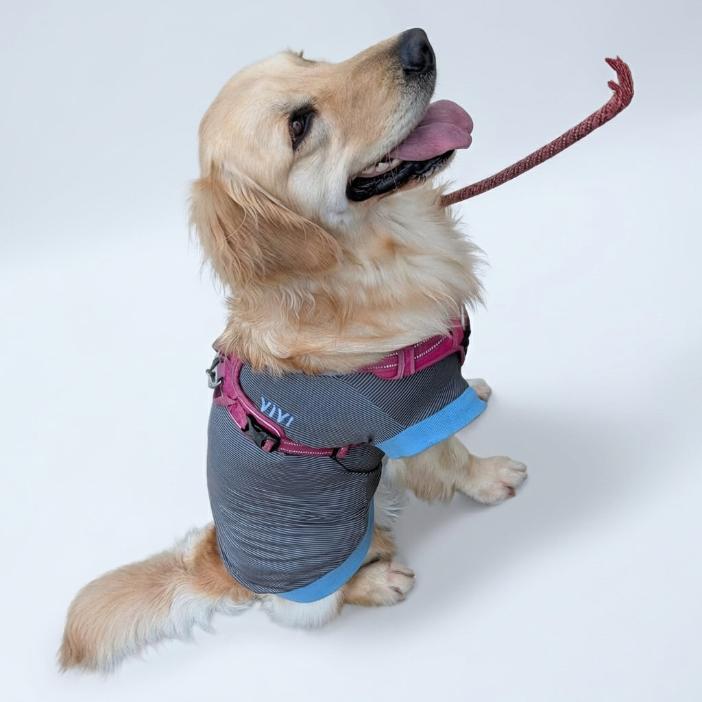 テンセル™繊維混【やさしさフィット大型犬】ウォッシャブルベア天竺_ノースリーブ 日本製 ※シーズン通年