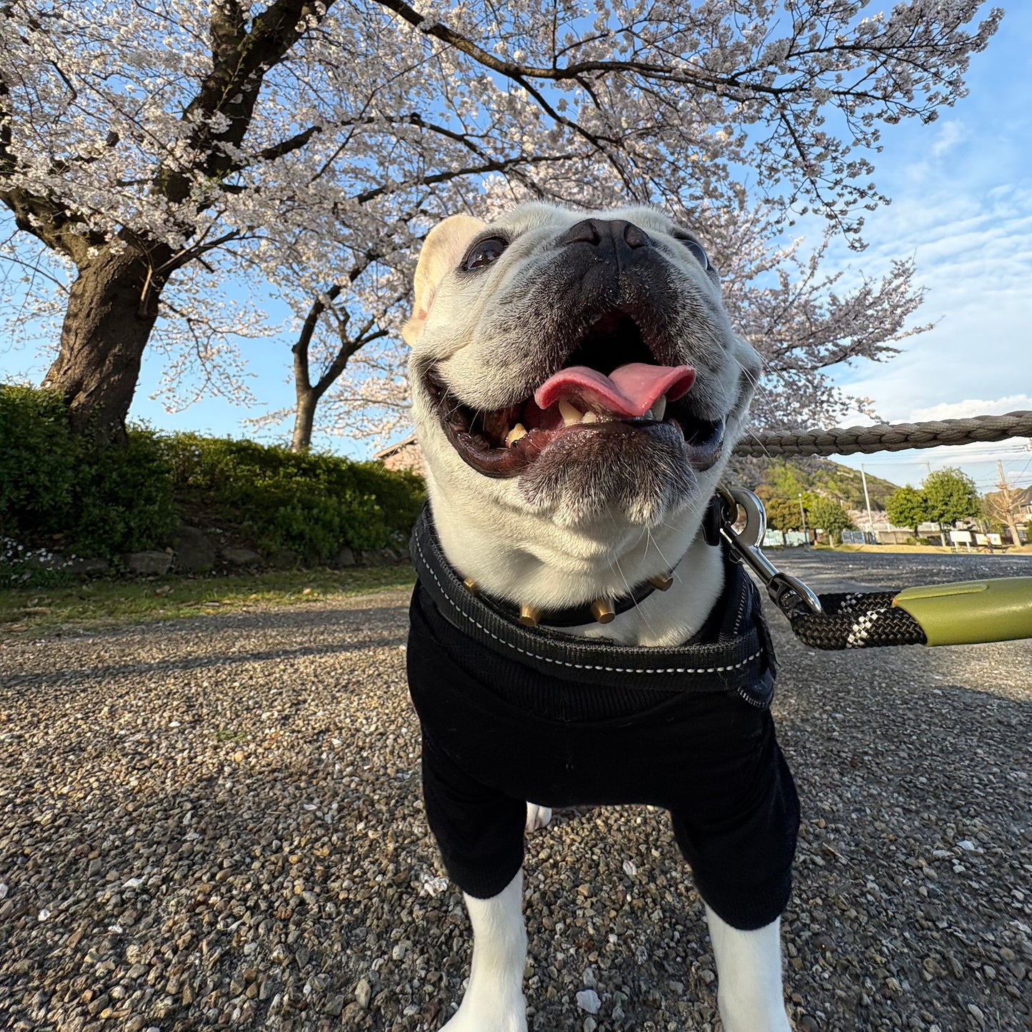 テンセル™繊維混【やさしさフィット_フレブル】ウォッシャブルベア天竺_ラグランTシャツ 日本製 ※シーズン通年