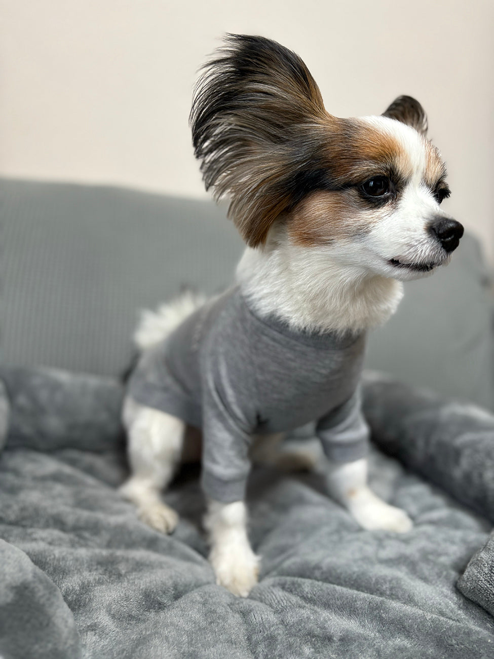 テンセル™繊維混【やさしさフィット】ウォッシャブルベア天竺_ラグランTシャツ  日本製　※シーズン通年