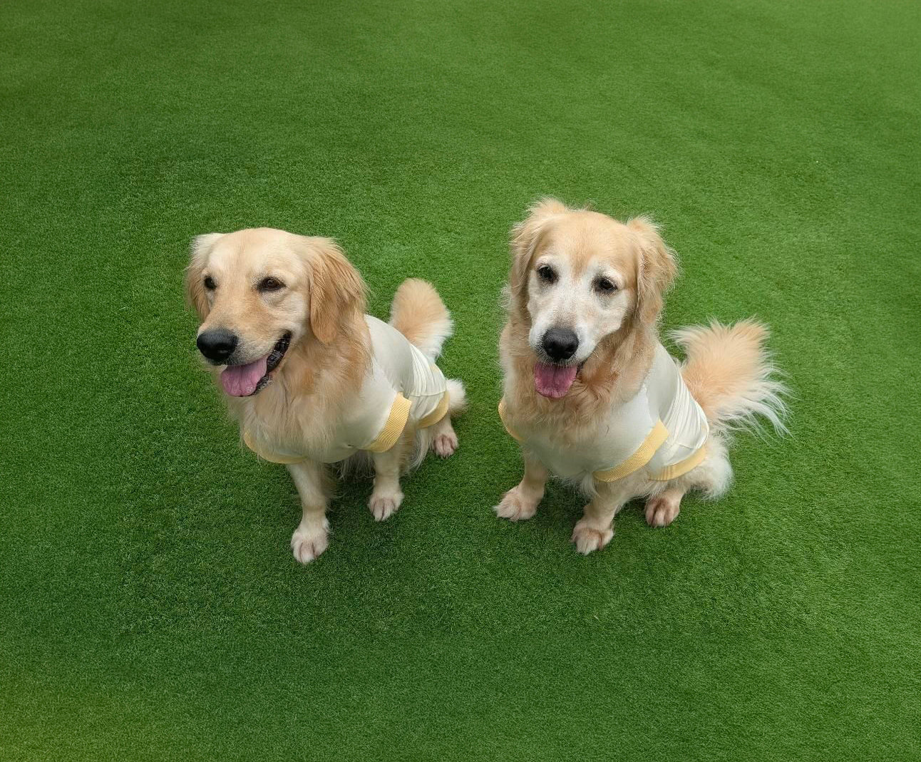 テンセル™繊維混【クールベア天竺大型犬】超ストレッチ　 ●接触冷感　ノースリーブ　日本製　※シーズン5月〜9月