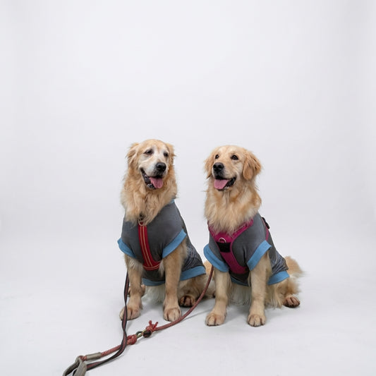 テンセル™繊維混【やさしさフィット大型犬】ウォッシャブルベア天竺_ノースリーブ 　日本製　※シーズン通年