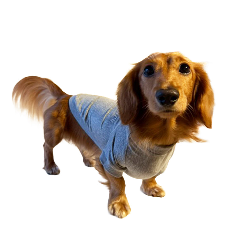 テンセル™繊維混【やさしさフィット_ダックス】ウォッシャブルベア天竺_ラグランT 　日本製　※シーズン通年